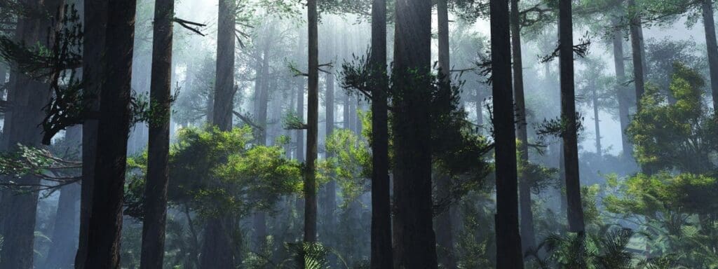 A photo of a beautiful forest exemplifying what nature is